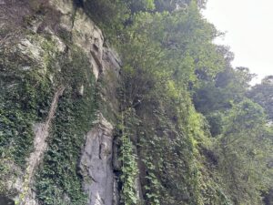 ロープ伏工で公園敷地内の落石防止工事